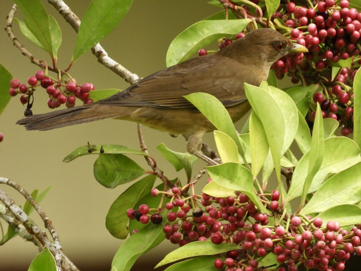 Clay-colored Thrush - ML647493650