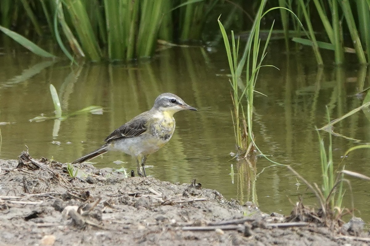 Eastern Yellow Wagtail - ML647493651