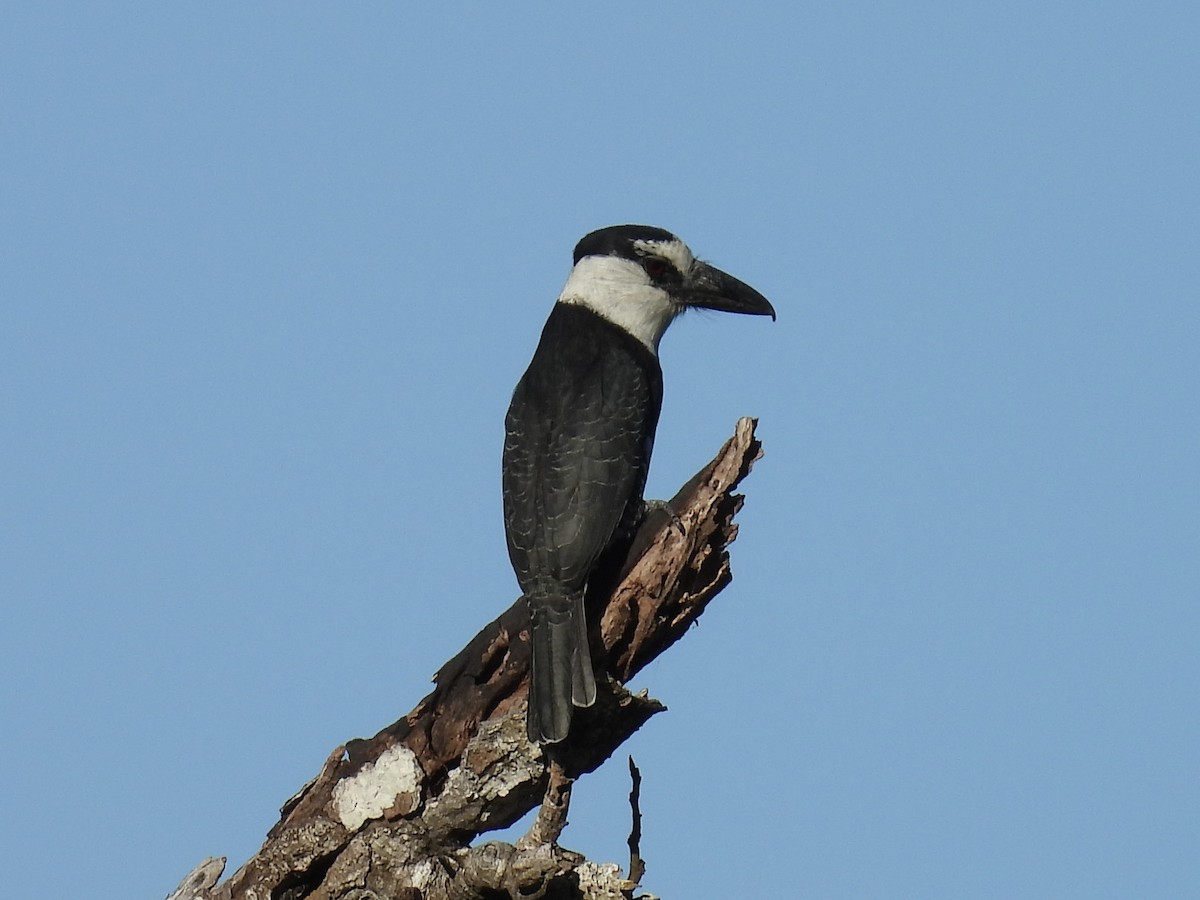 White-necked Puffbird - ML647493655