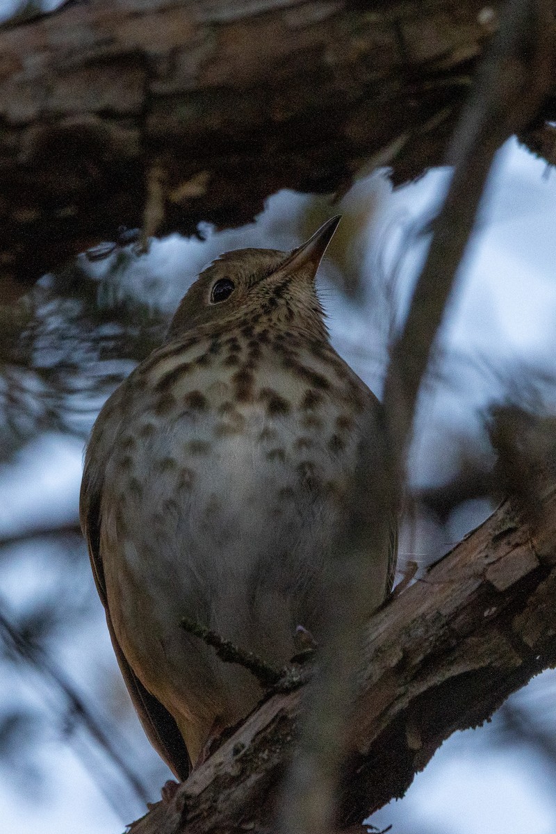 Hermit Thrush - ML647493657