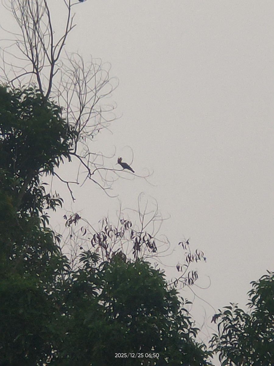 Common Hoopoe - ML647493658