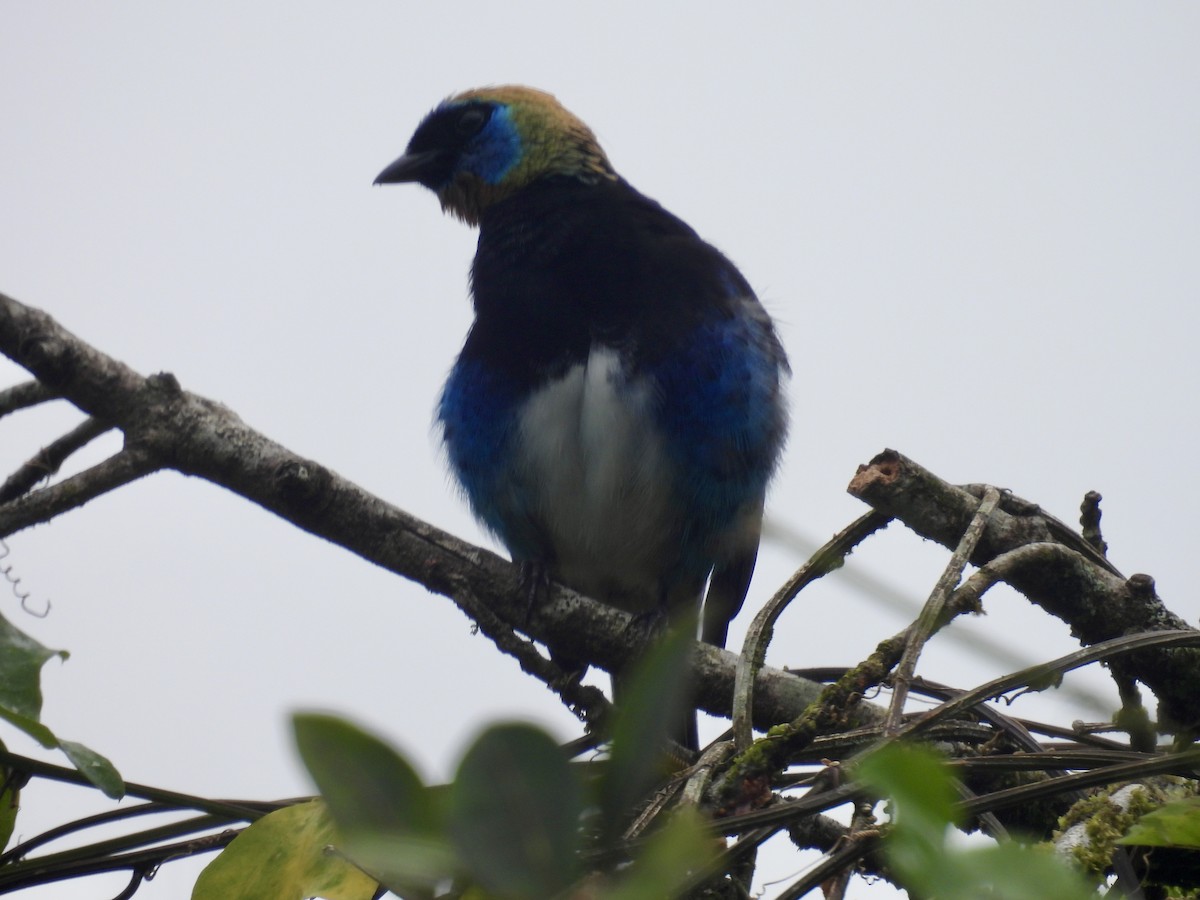 Golden-hooded Tanager - ML647493659