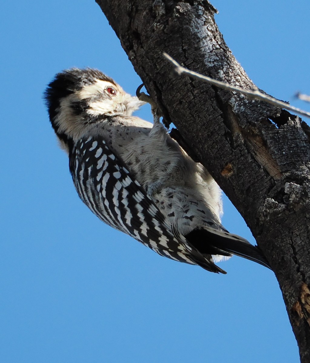 Ladder-backed Woodpecker - ML647493660