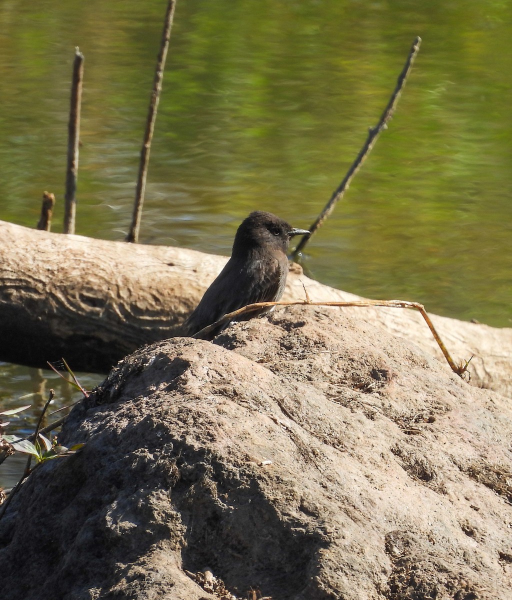 Black Phoebe - ML647493661