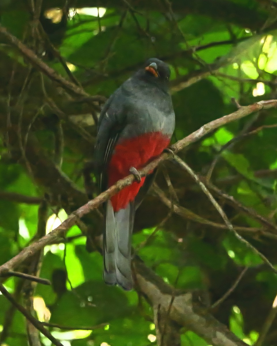 Slaty-tailed Trogon - ML647493662