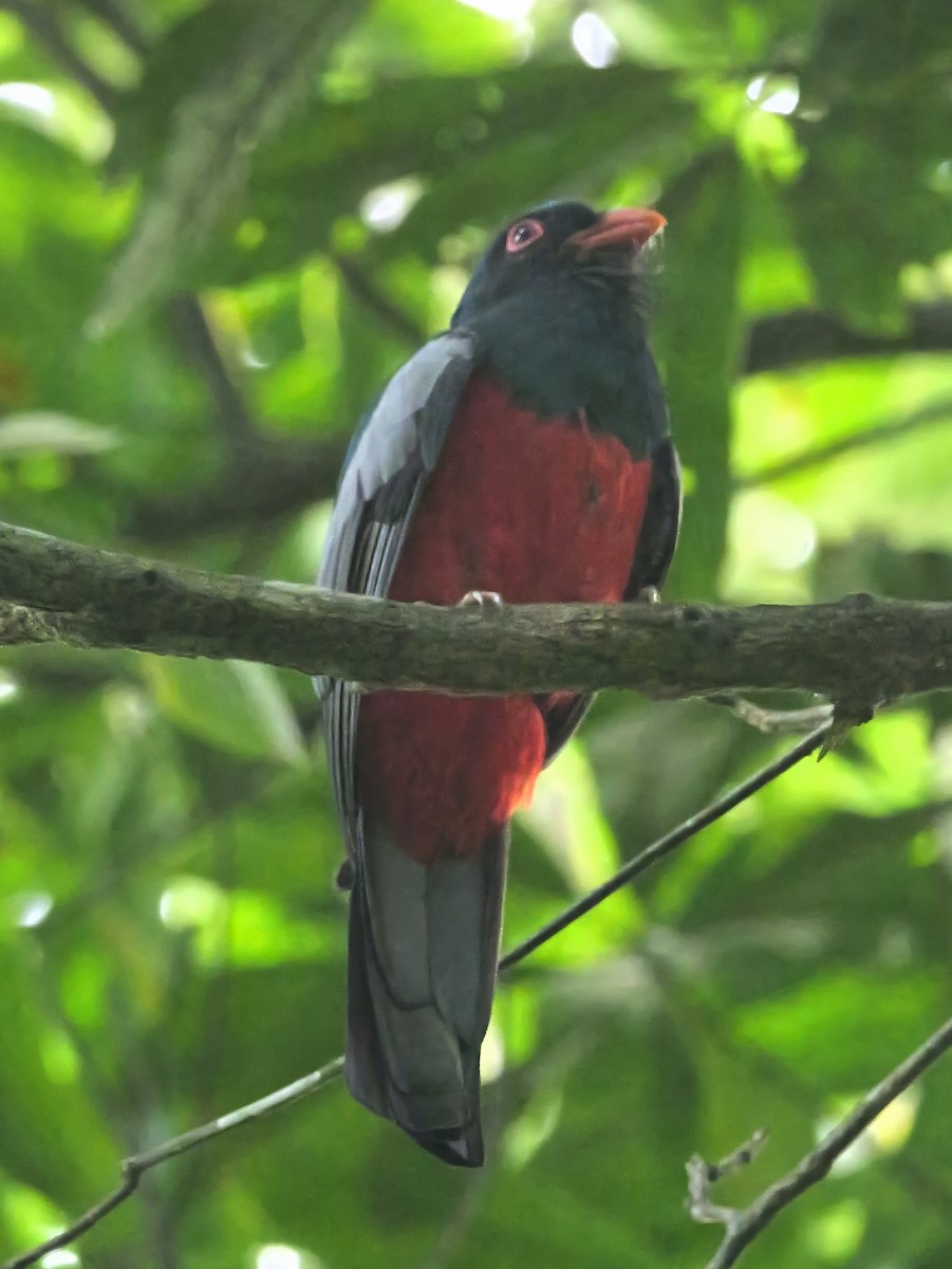 Slaty-tailed Trogon - ML647493663