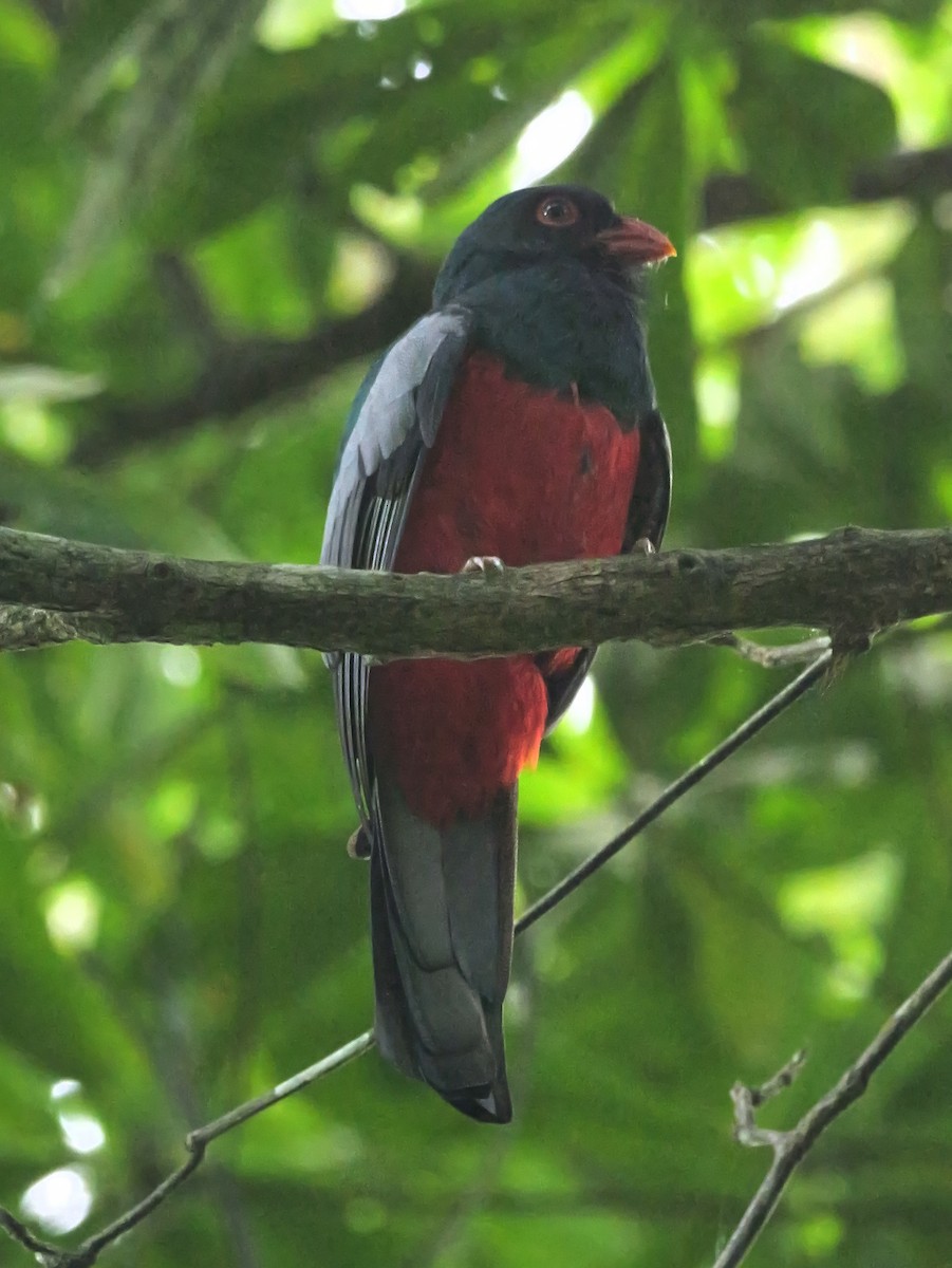 Slaty-tailed Trogon - ML647493664