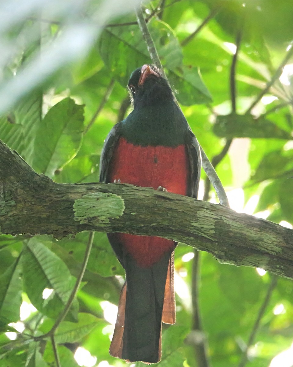 Slaty-tailed Trogon - ML647493665