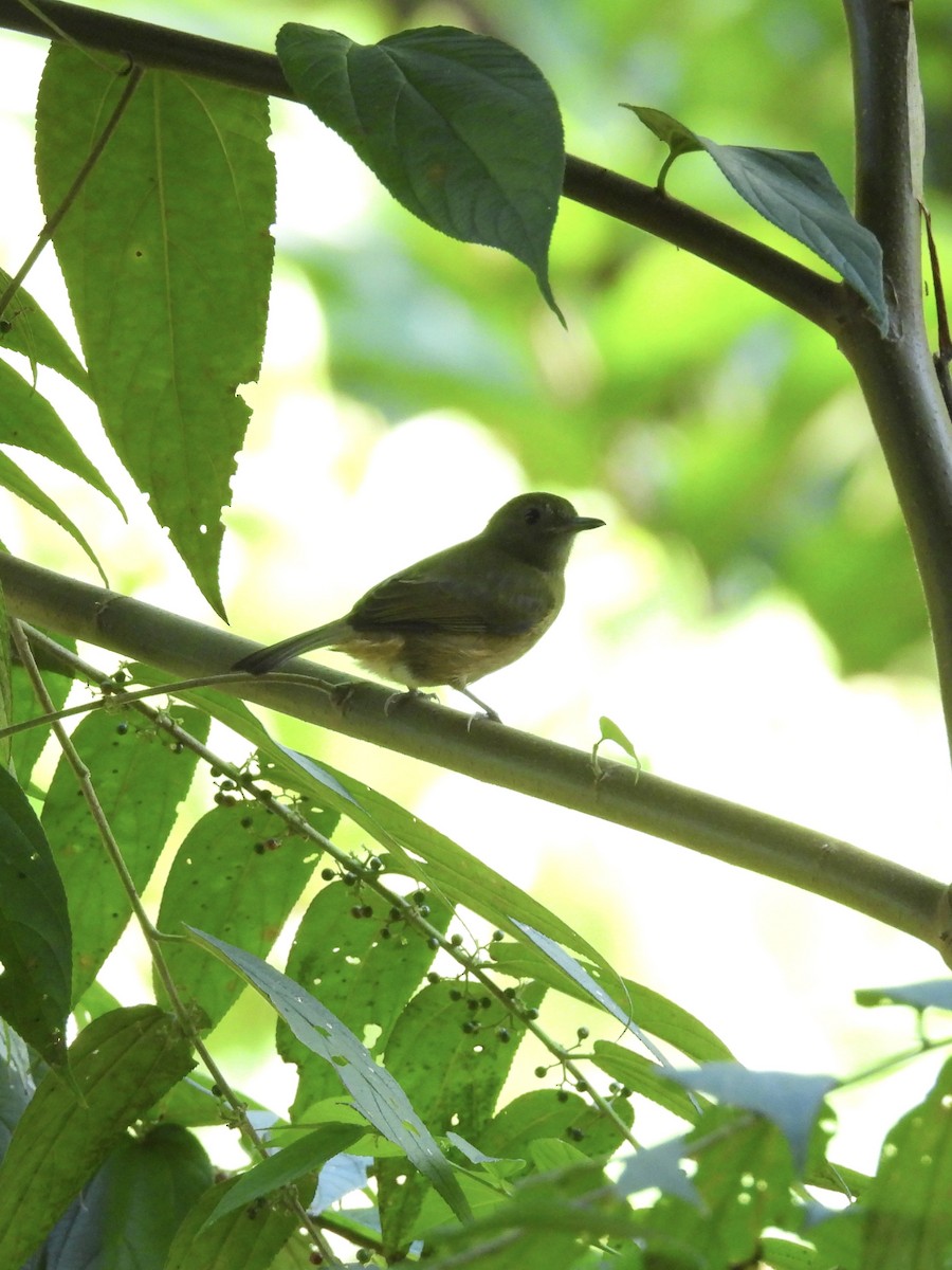 Ochre-bellied Flycatcher - ML647493666