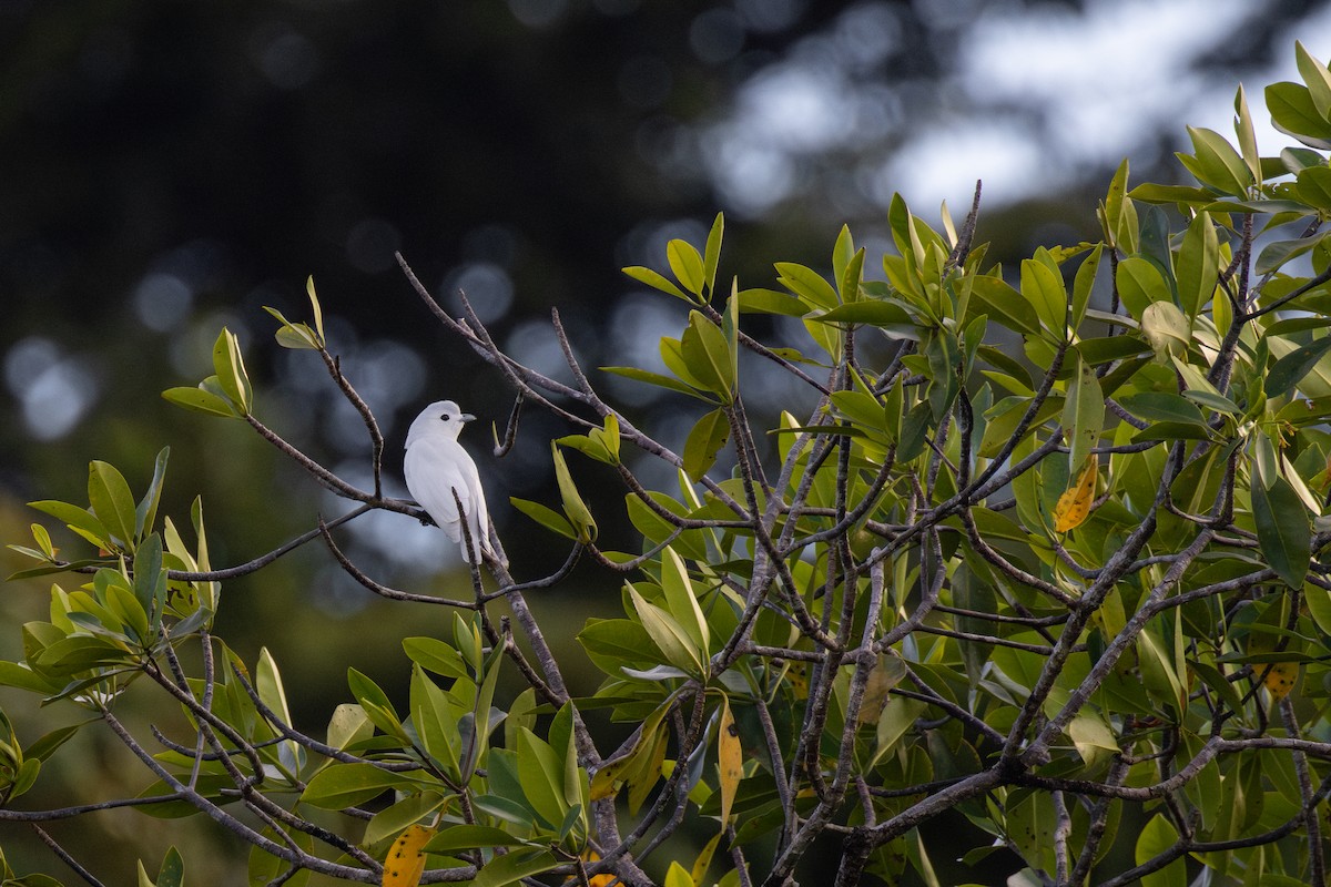 Snowy Cotinga - ML647493667