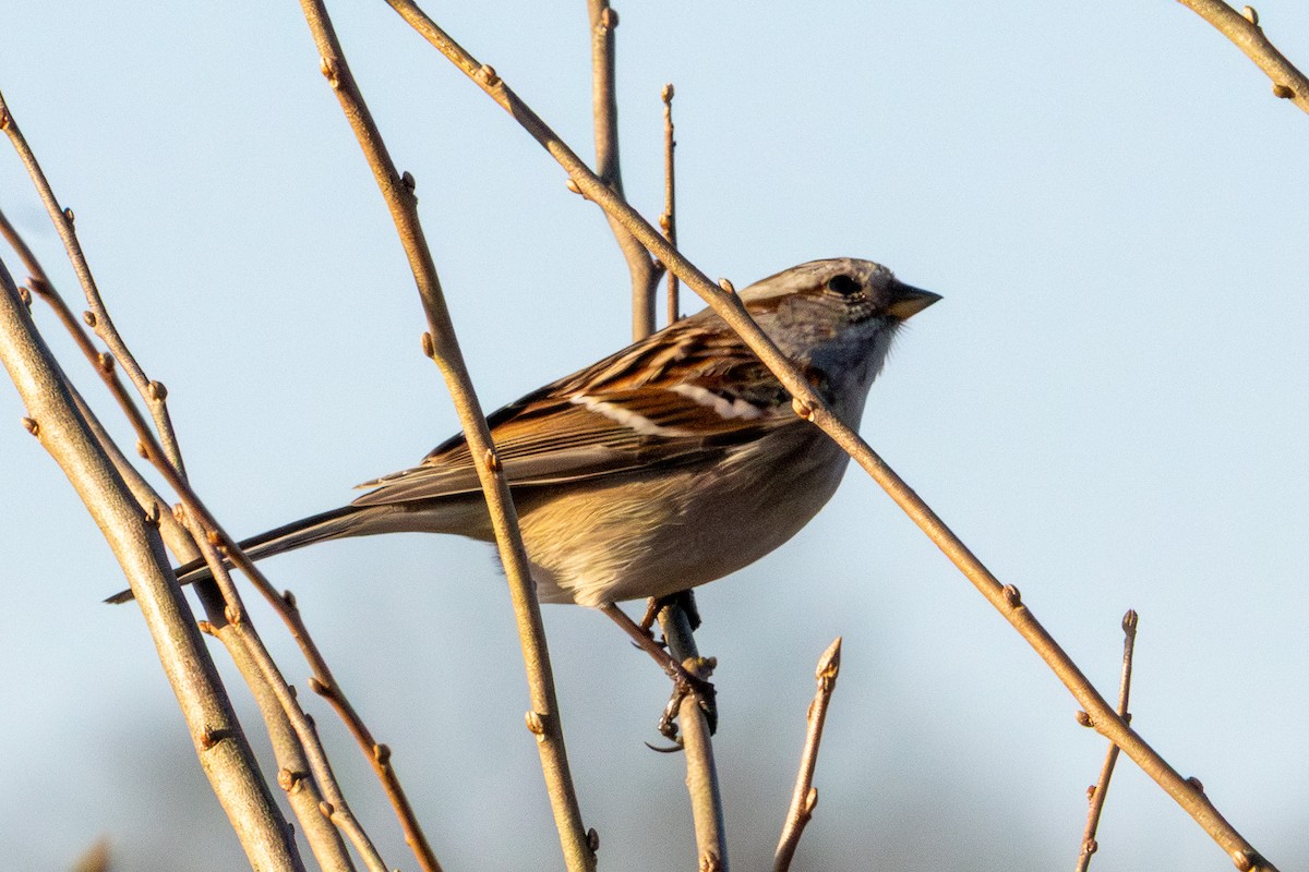 American Tree Sparrow - ML647493668