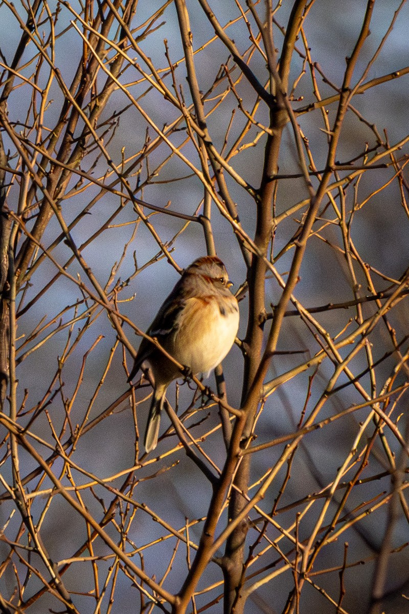 American Tree Sparrow - ML647493670