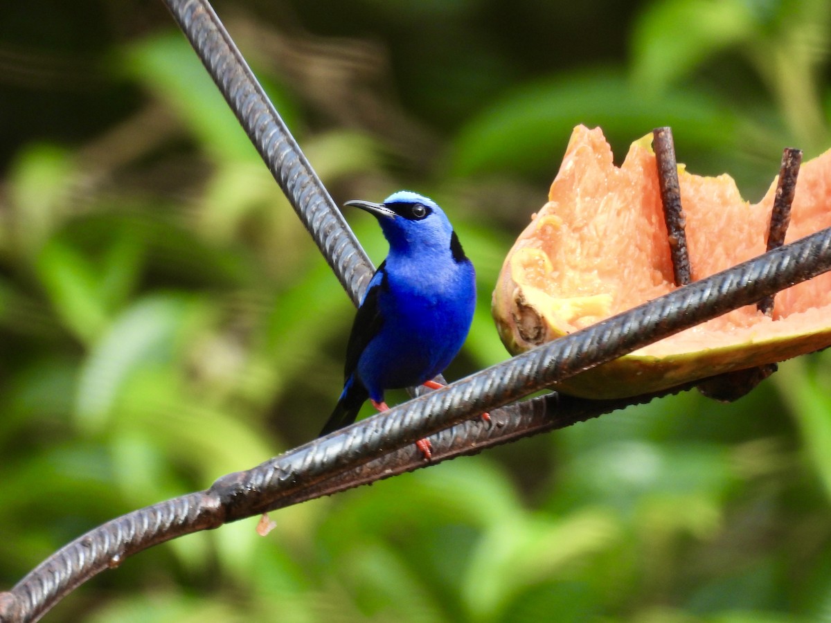 Red-legged Honeycreeper - ML647493671