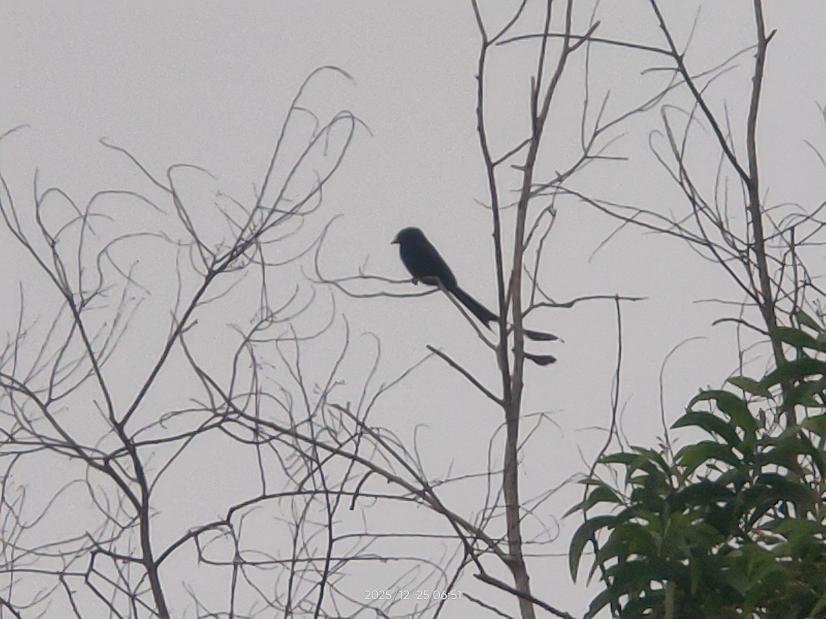 Greater Racket-tailed Drongo - ML647493672