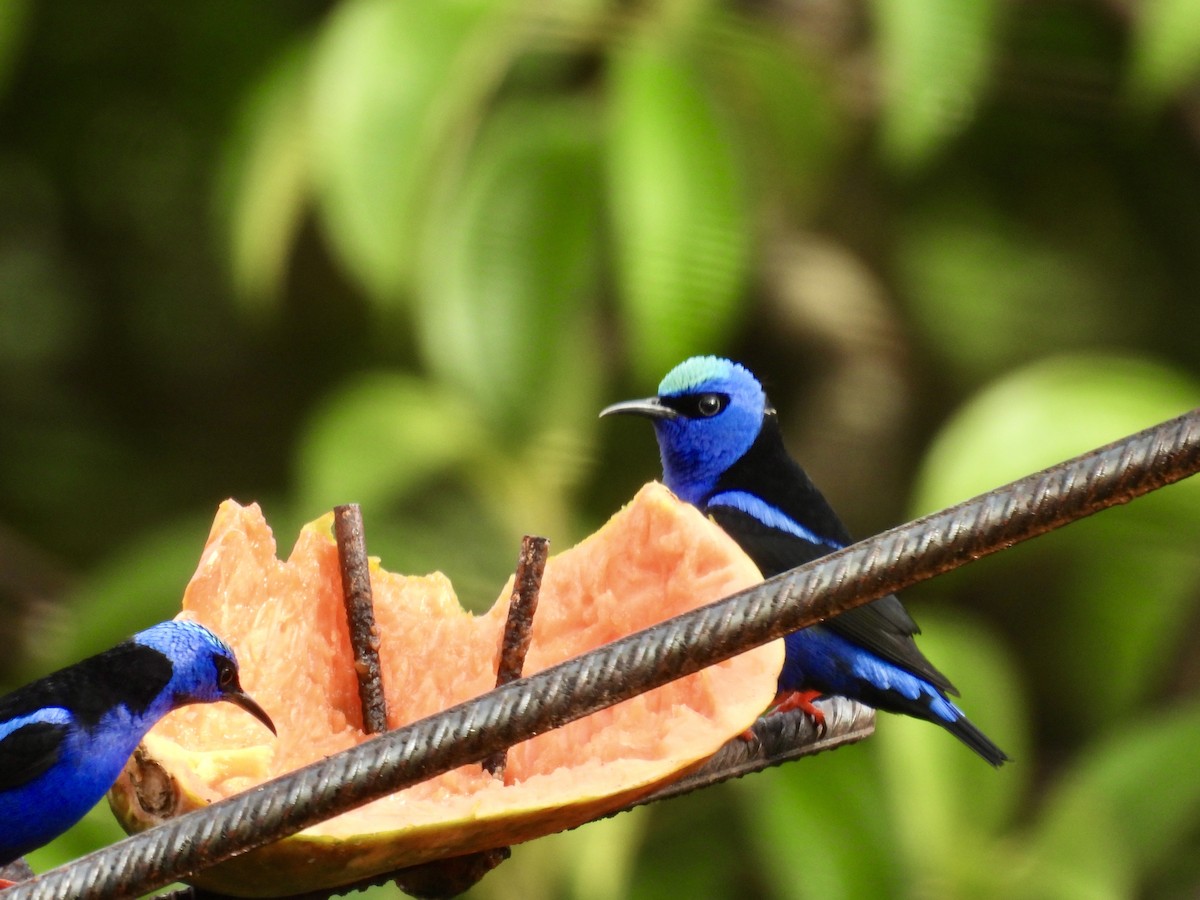 Red-legged Honeycreeper - ML647493673