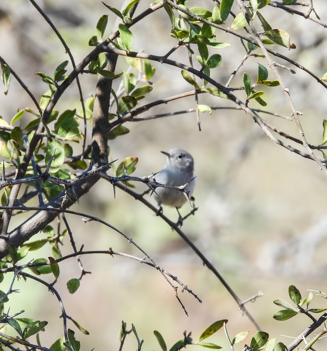 Northern House Wren - ML647493676