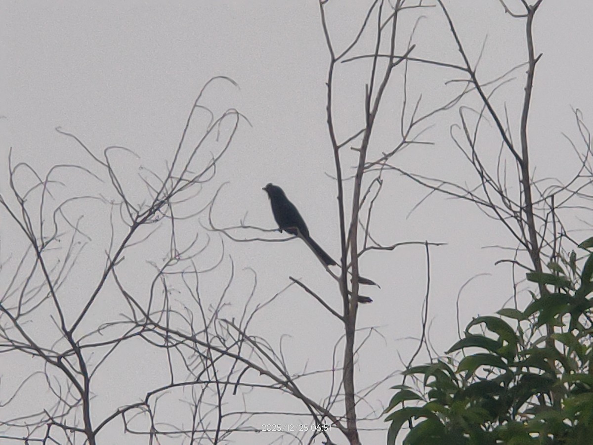 Greater Racket-tailed Drongo - ML647493677