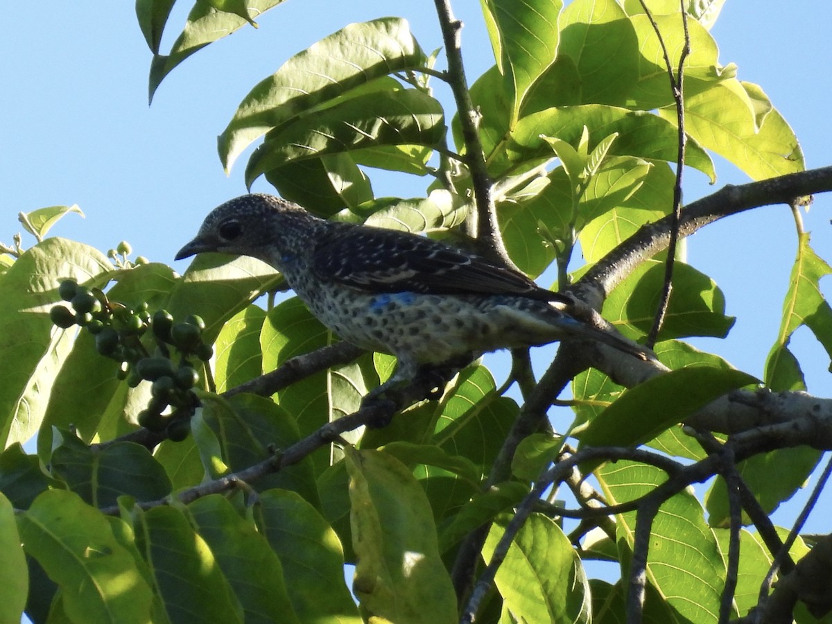 Turquoise Cotinga - ML647493680