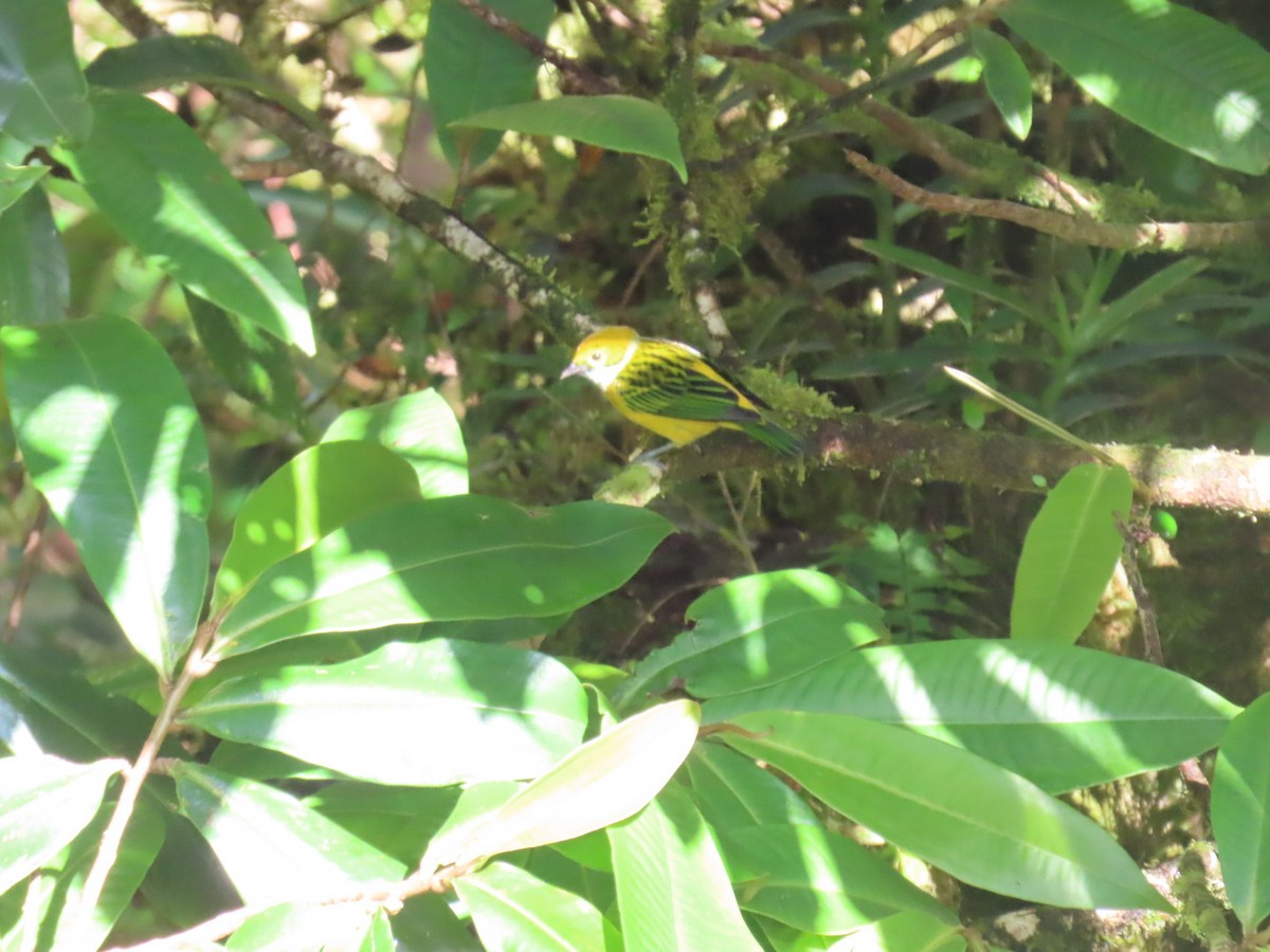 Silver-throated Tanager - ML647493681