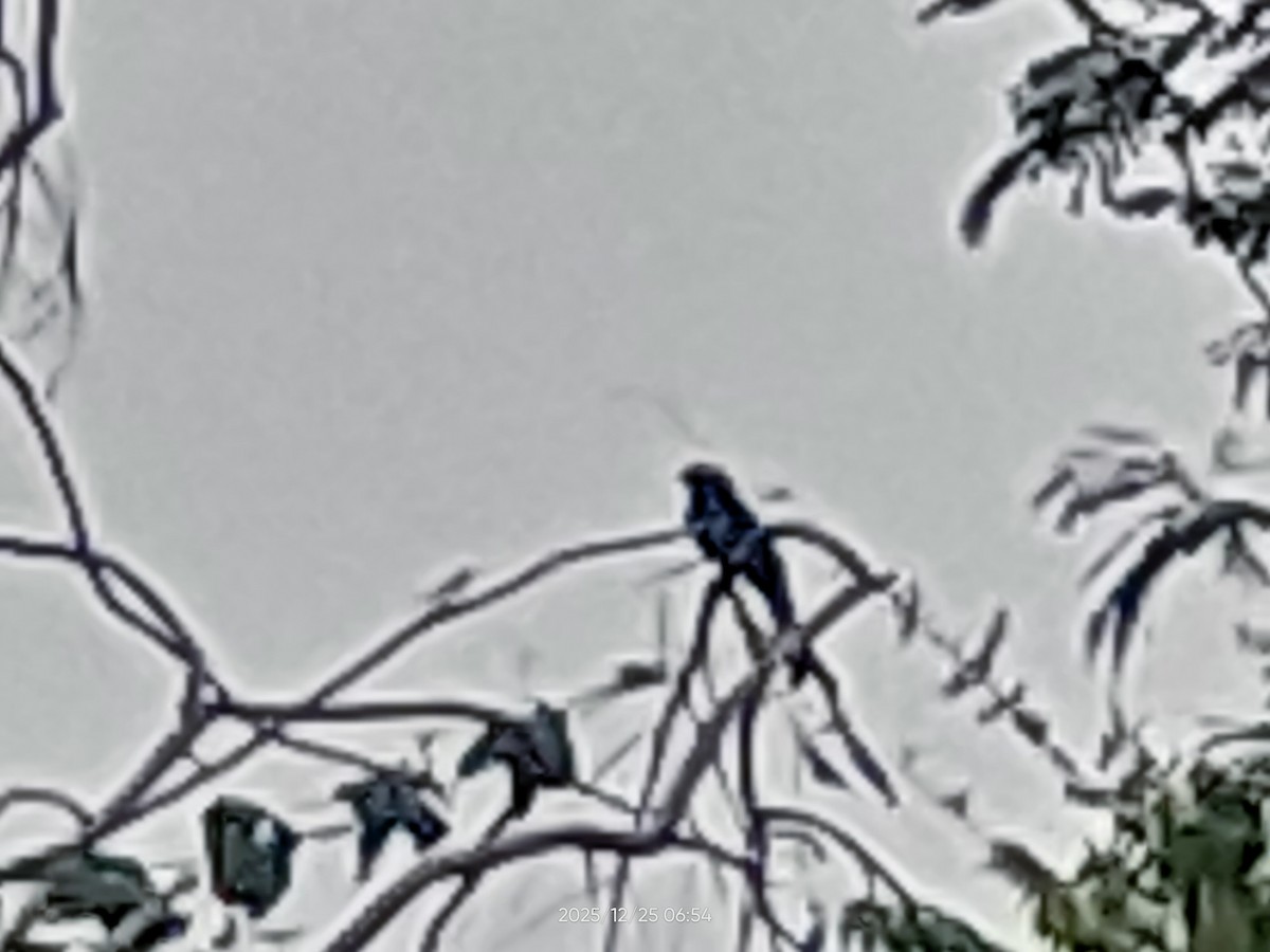 Greater Racket-tailed Drongo - ML647493684