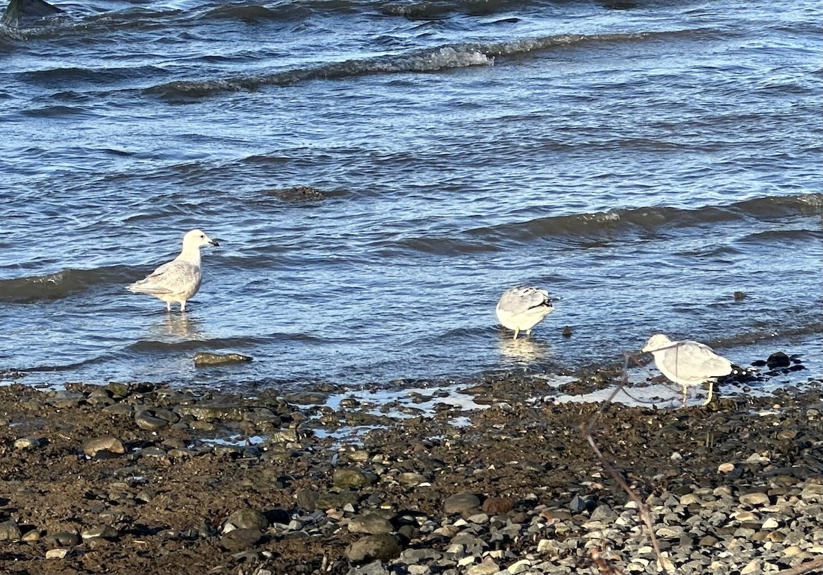 アイスランドカモメ（亜種 クムリーンカモメ） - ML647493694