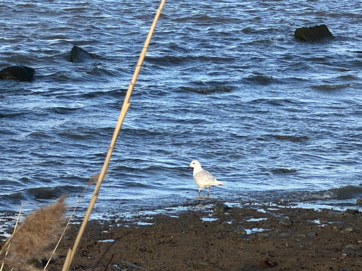 アイスランドカモメ（亜種 クムリーンカモメ） - ML647493695