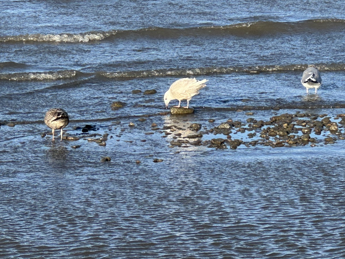 アイスランドカモメ（亜種 クムリーンカモメ） - ML647493696