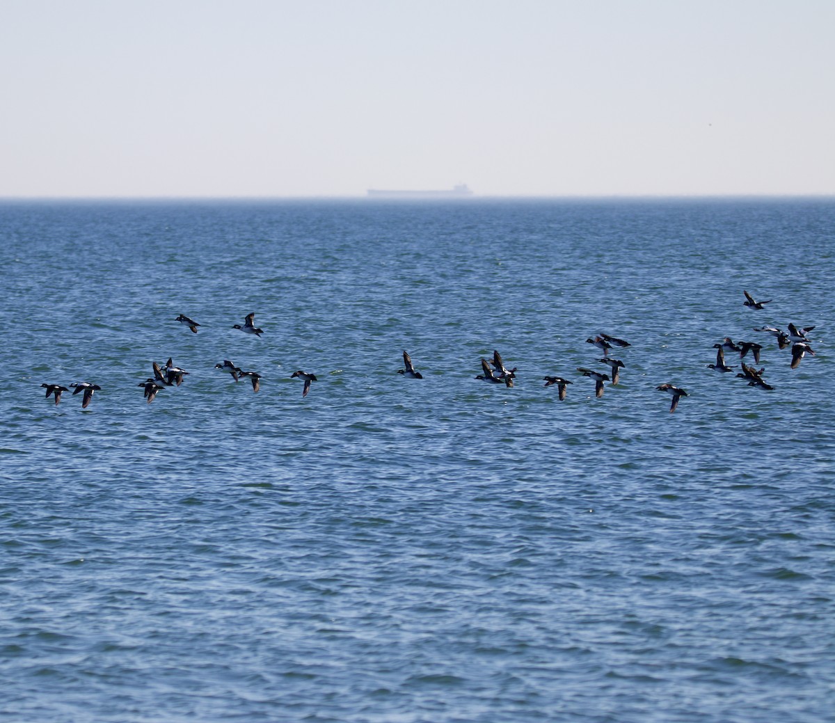 Bufflehead - ML647493698