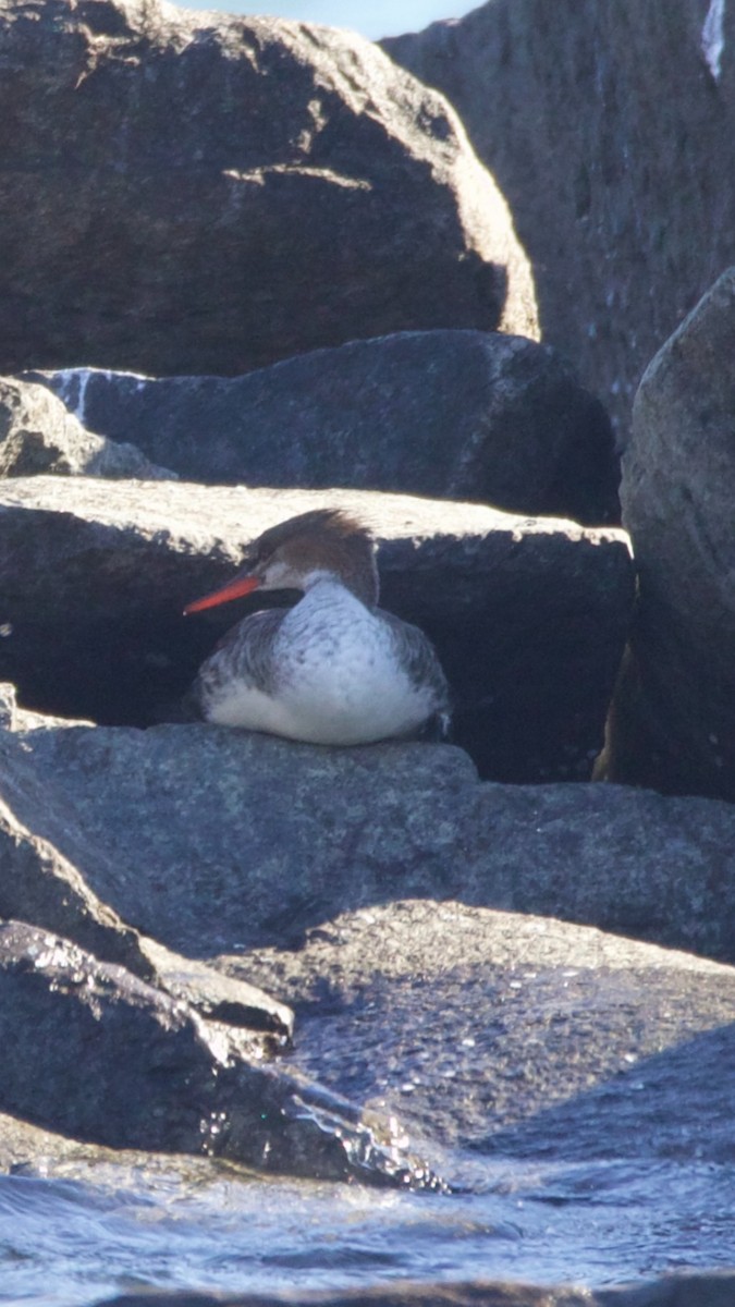 Red-breasted Merganser - ML647493703