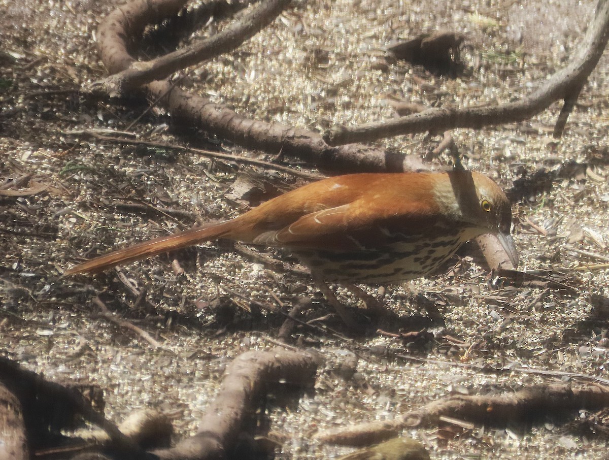 Brown Thrasher - ML647493704