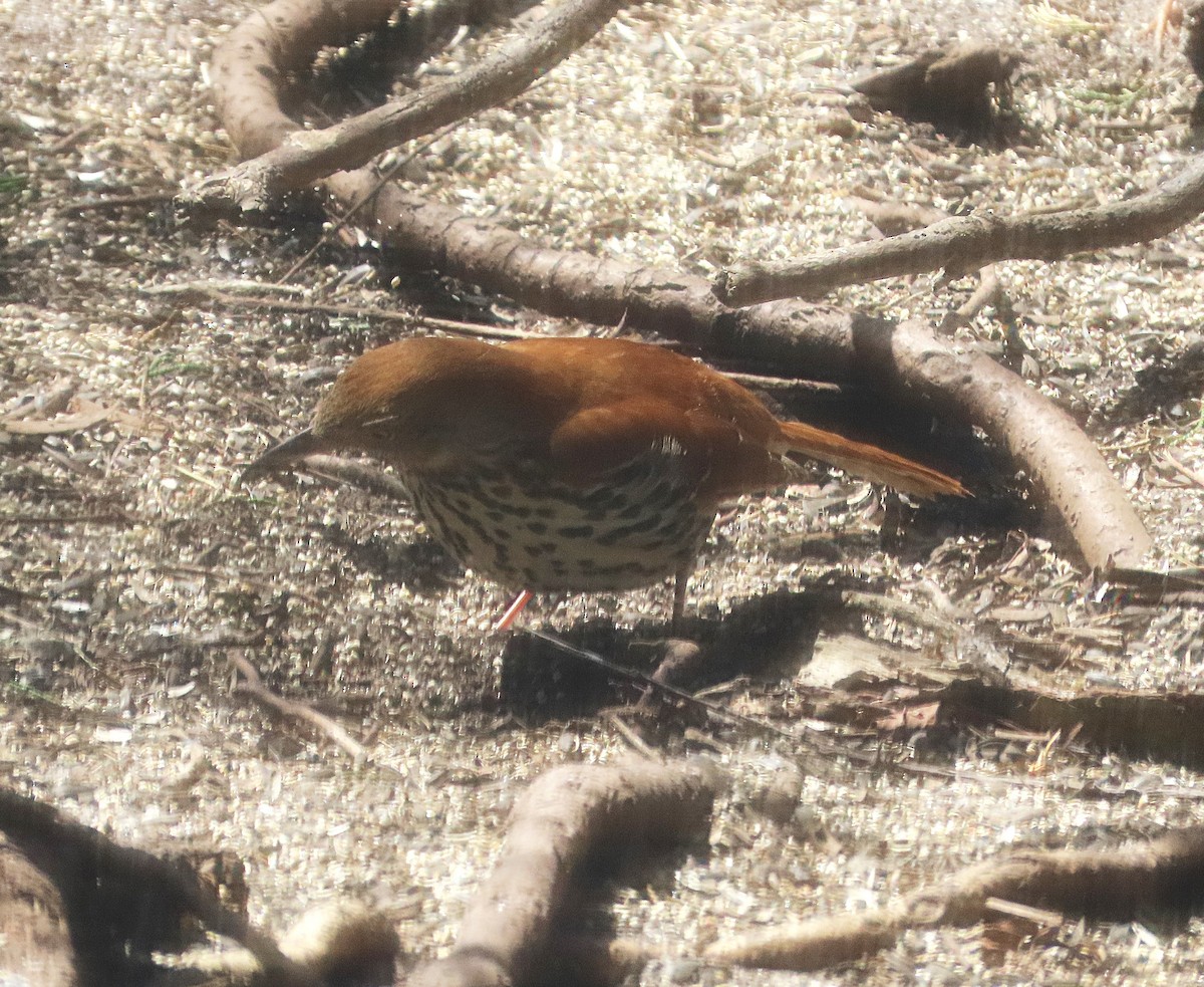 Brown Thrasher - ML647493705
