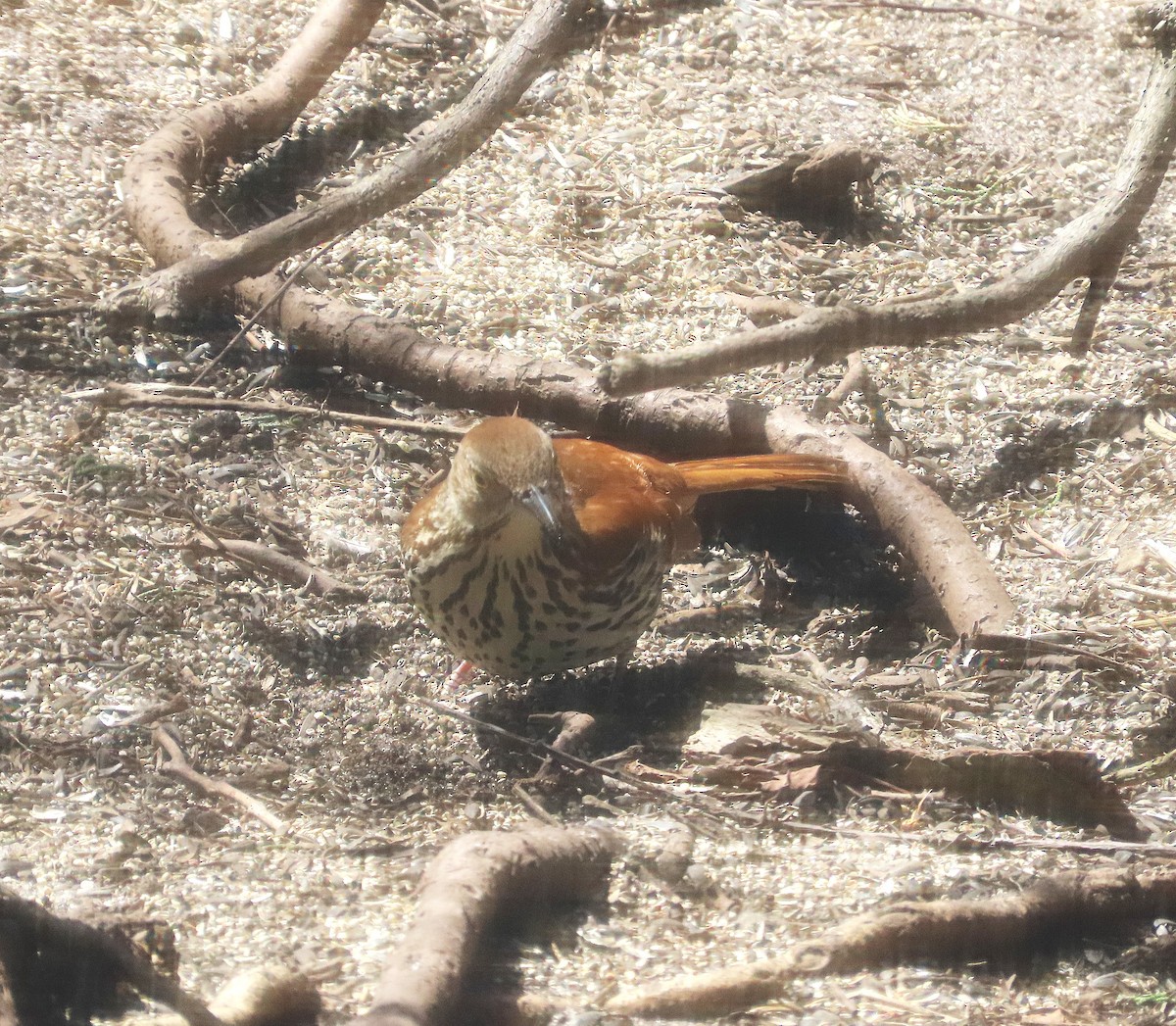 Brown Thrasher - ML647493706