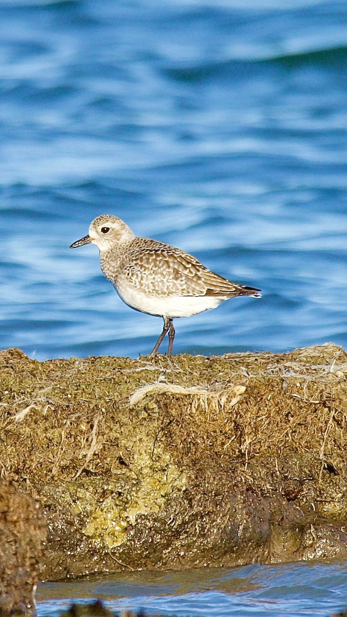 Black-bellied Plover - ML647493717