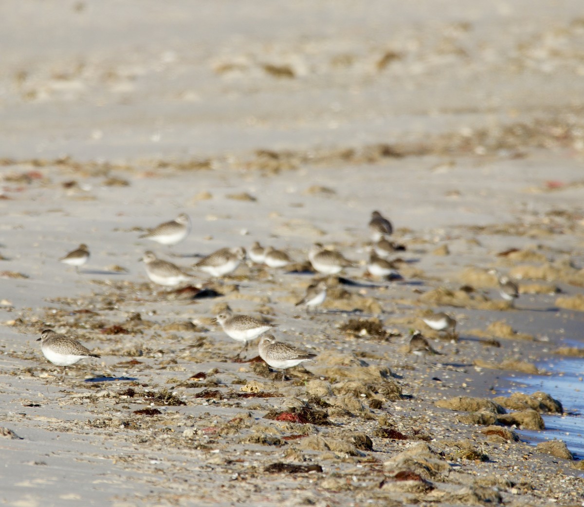 Black-bellied Plover - ML647493718