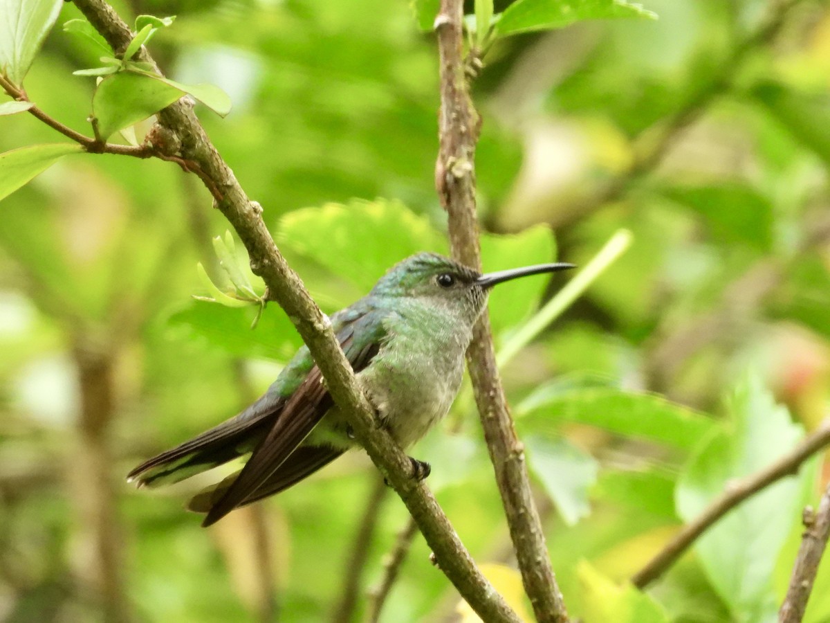 Scaly-breasted Hummingbird - ML647493721