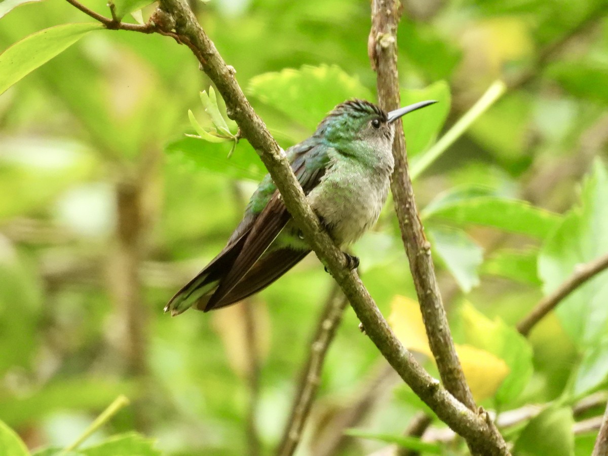 Scaly-breasted Hummingbird - ML647493722