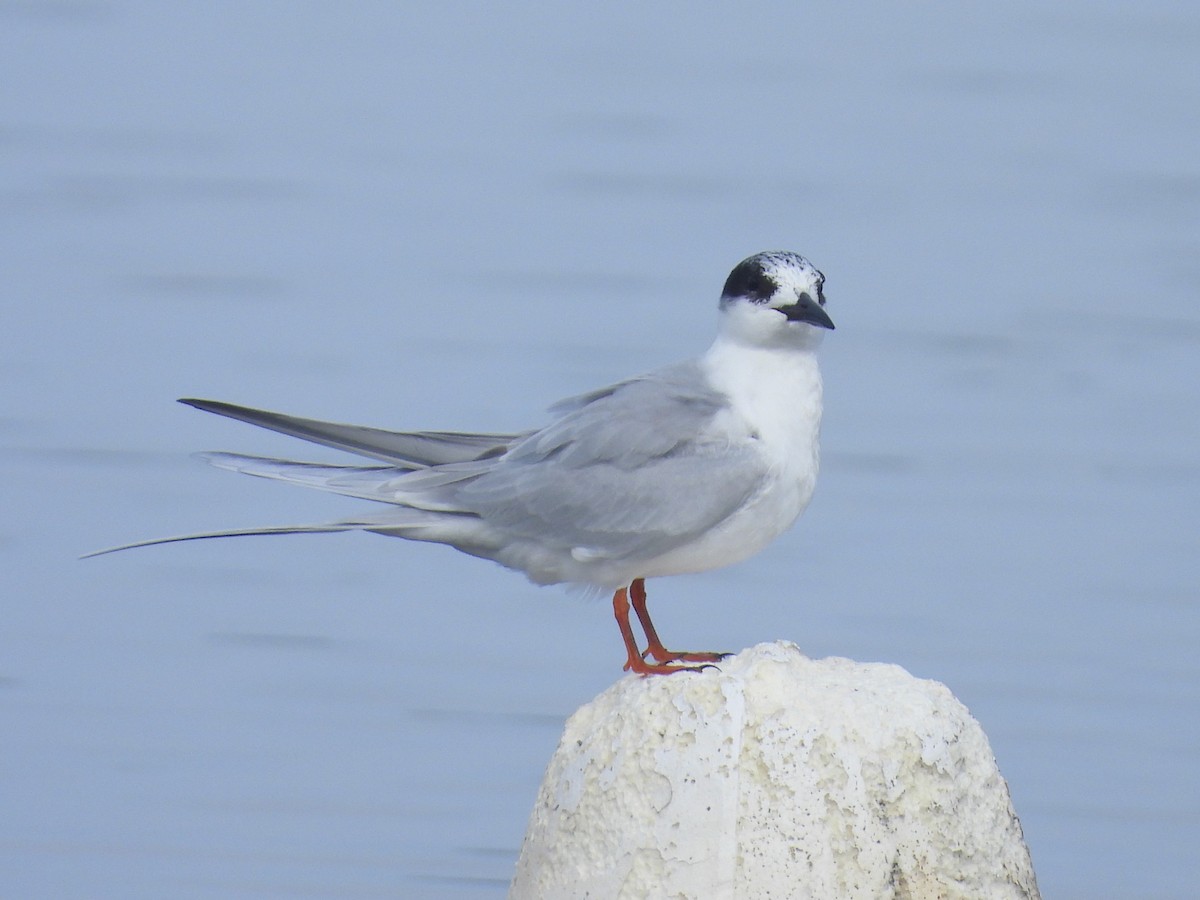 Forster's Tern - ML647493727