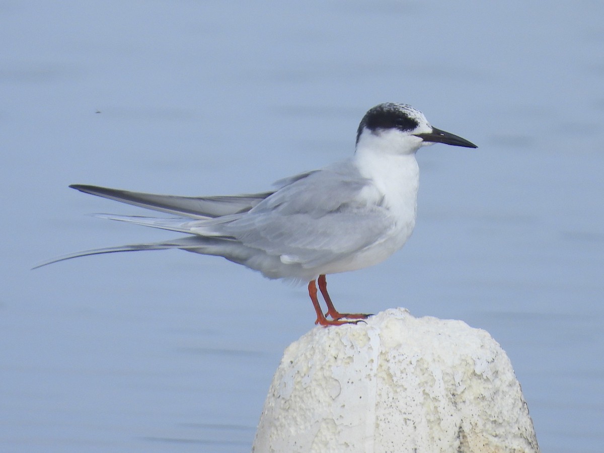 Forster's Tern - ML647493728