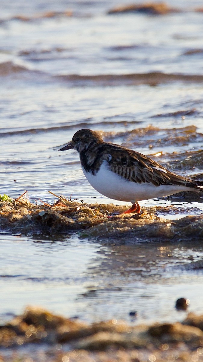 Ruddy Turnstone - ML647493732