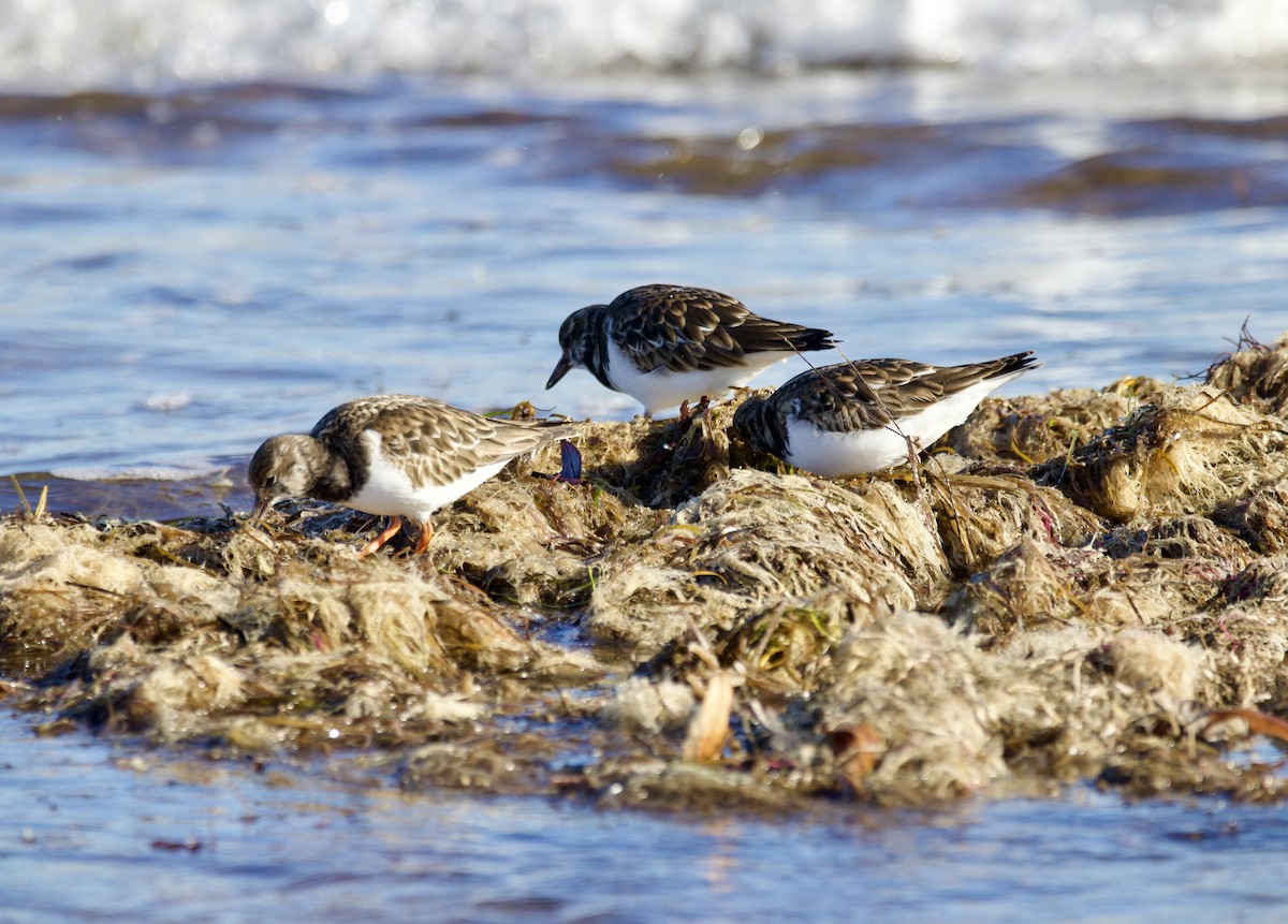 Ruddy Turnstone - ML647493733