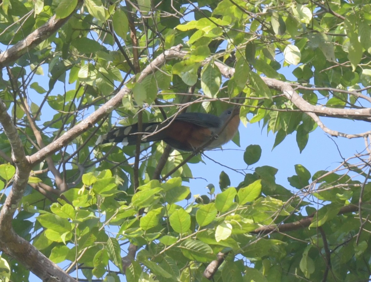 Red-billed Malkoha - ML647493735