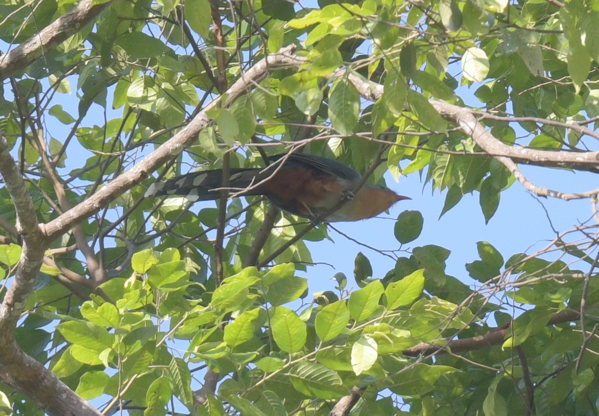 Red-billed Malkoha - ML647493736