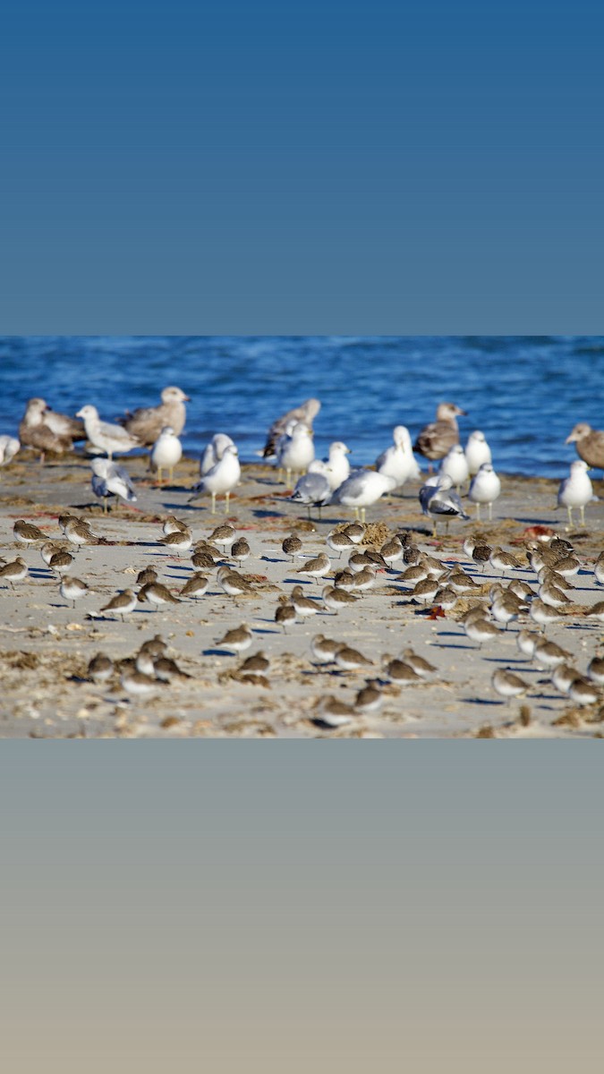 Dunlin - ML647493743