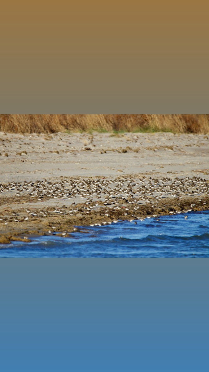 Dunlin - ML647493744