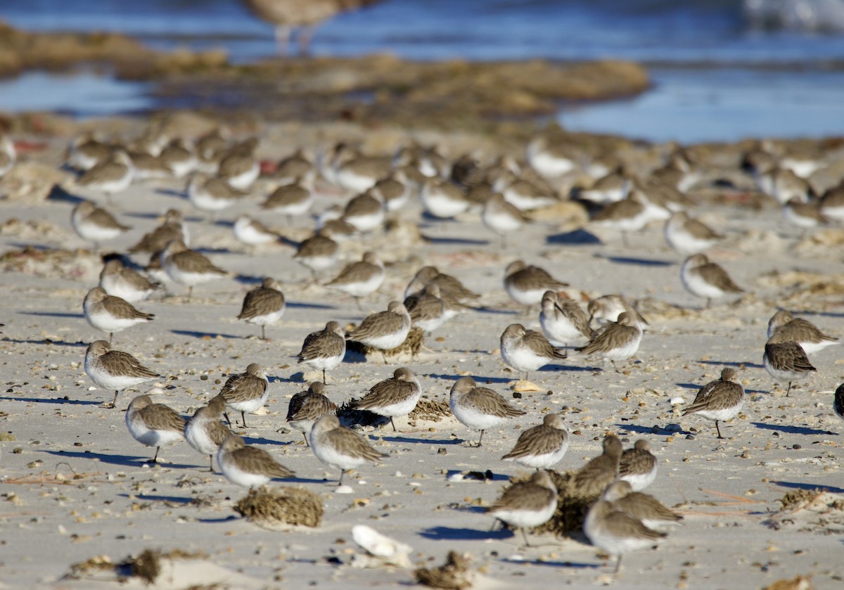 Dunlin - ML647493745