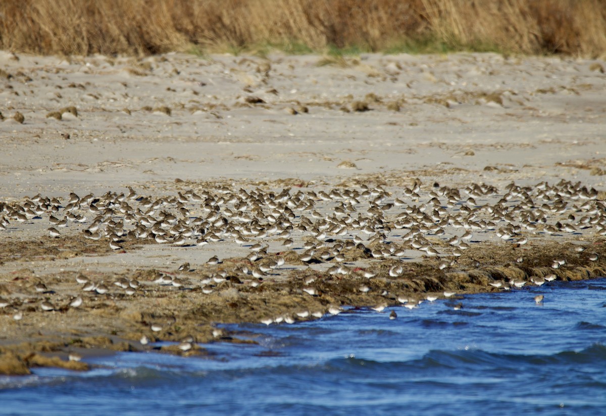 Dunlin - ML647493746