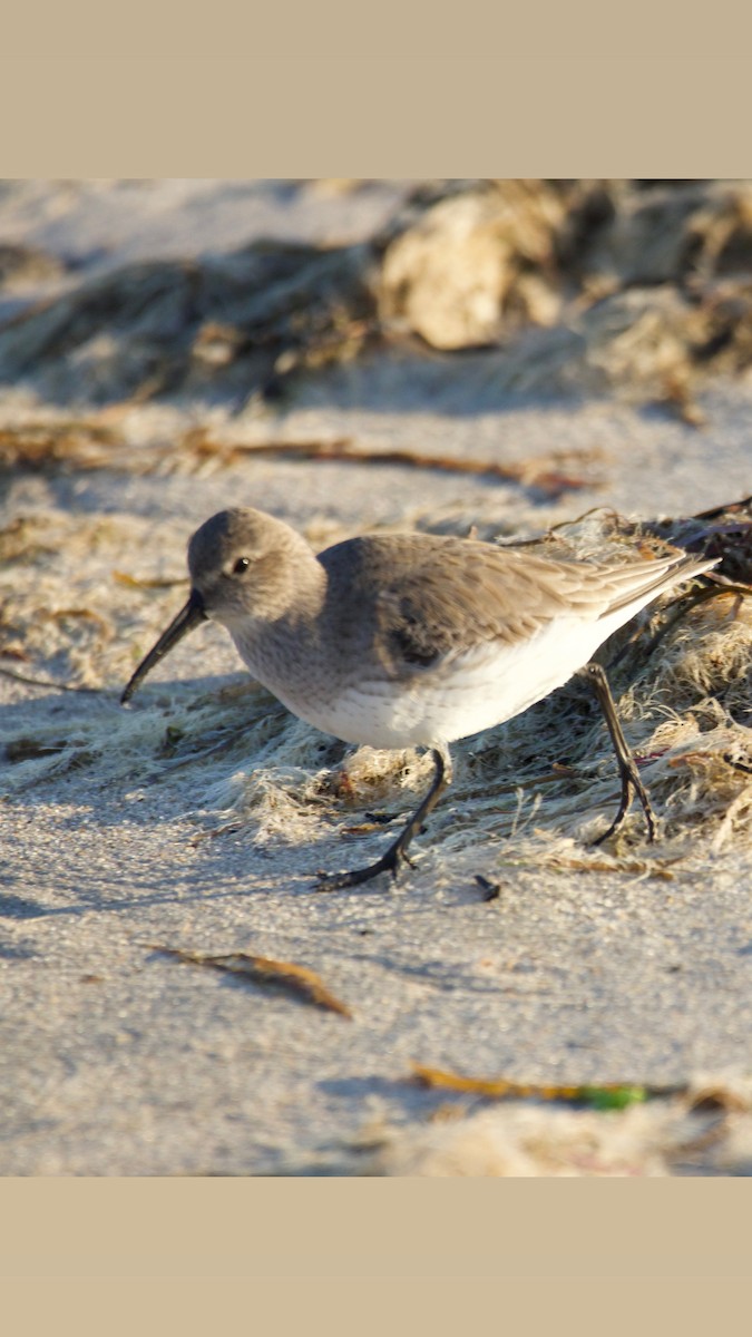 Dunlin - ML647493751