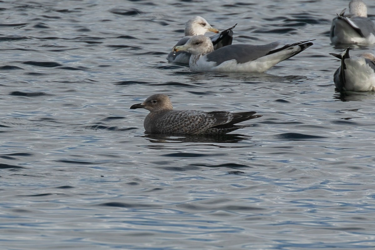 アイスランドカモメ（亜種 カナダカモメ） - ML647493757