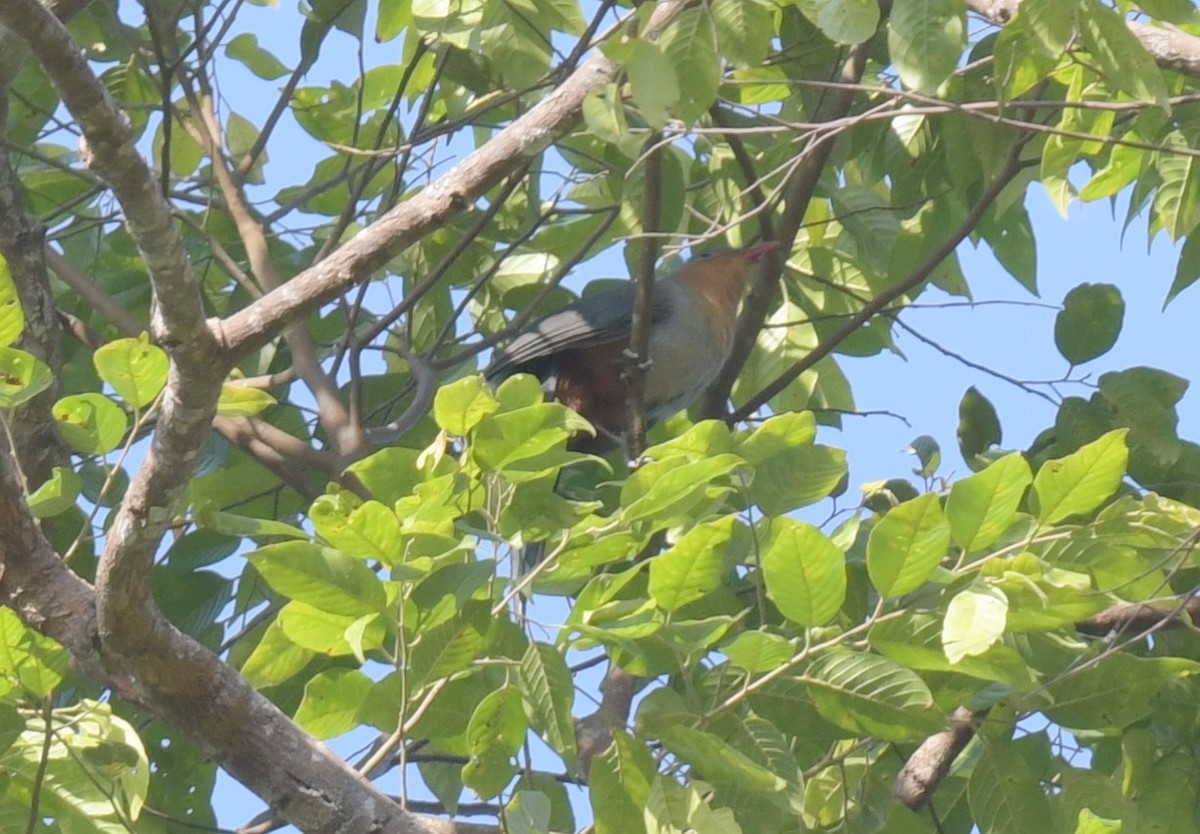 Red-billed Malkoha - ML647493759
