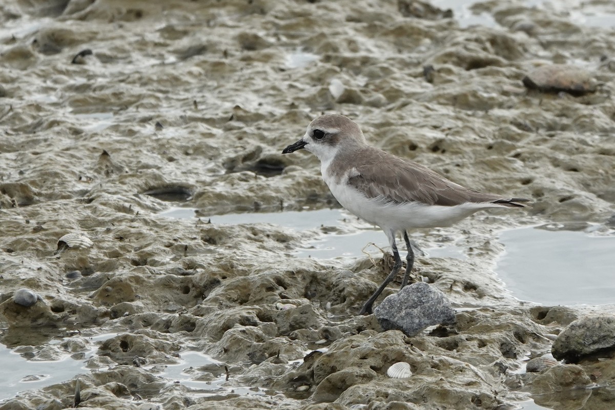 Tibet Cılıbıtı - ML647493765